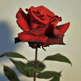 flower_lover_e from onlyfans